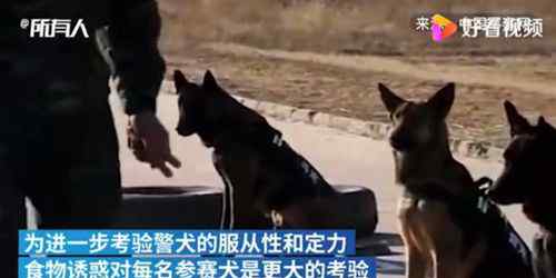警犬面对火腿肠诱惑不为所动 定力超强！ 究竟是怎么一回事?