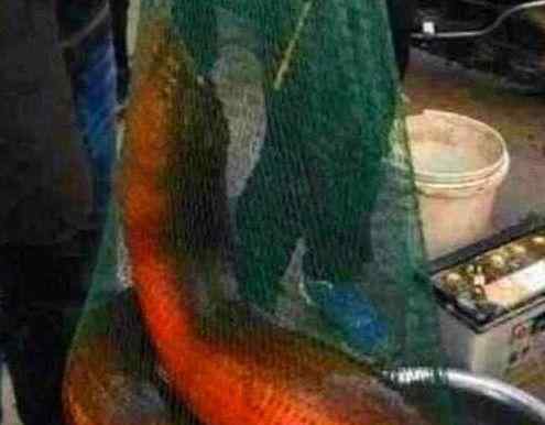 144斤巨型黄鳝 巨型大黄鳝在国内发现，全身通红，堪称世界上最大的黄鳝！