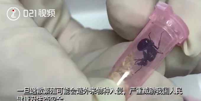 上海海关查获406只活体蚂蚁 每只都单独放置管中 网友：有何居心！