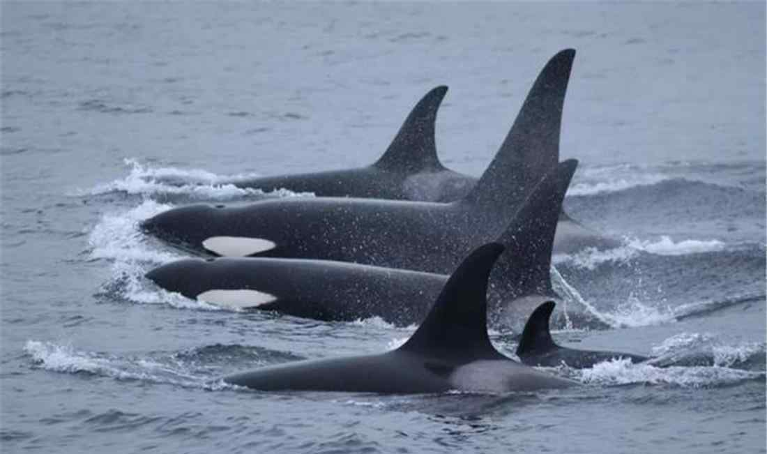 翻车鲀 黄海出现虎鲸群，敢把鲨鱼当零食吃，就连蓝鲸都留有它攻击的伤疤