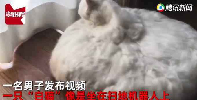 “扫地机器猫”快速移动找主人撒娇 网友吓翻：以为猫在棉花里