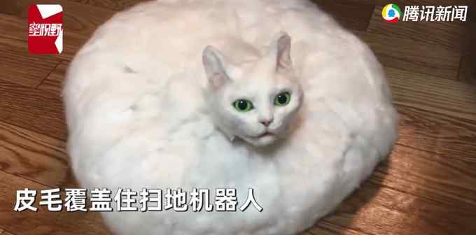 “扫地机器猫”快速移动找主人撒娇 网友吓翻：以为猫在棉花里