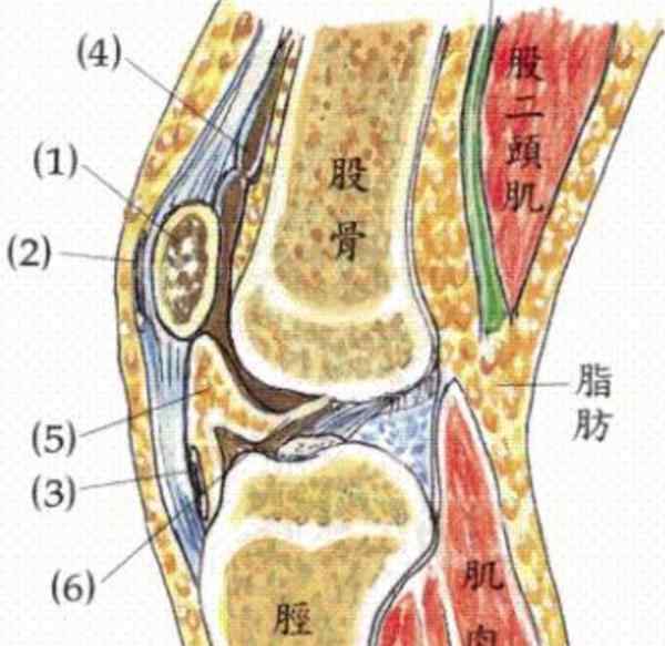 膝盖骨痛怎么治 膝盖疼痛怎么办？一个简单动作来缓解！