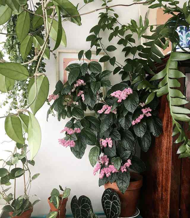 多花素馨 半阴窗台想养开花灿烂的藤本花卉？并不是妄想，选这6种植物即可