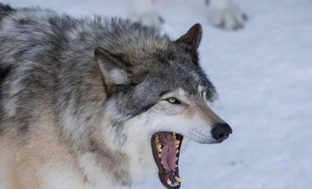 世界上最凶的狼王 可以杀狼的猛犬，各个都是狠角色，战斗力爆表!