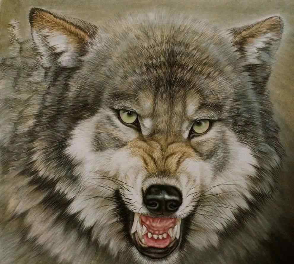 世界上最凶的狼王 可以杀狼的猛犬，各个都是狠角色，战斗力爆表!