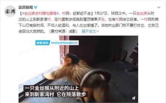 金丝猴进村蹭吃蹭喝 大王叫我来巡村???