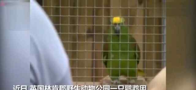 鹦鹉学碧昂丝唱歌 这是一只九岁的黄冠亚马逊鹦鹉