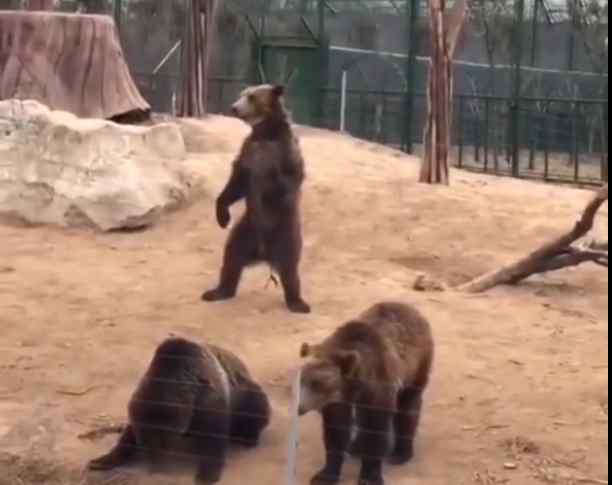 真有人信？周口动物园回应“园内黑熊系人扮演”：有人故意炒作