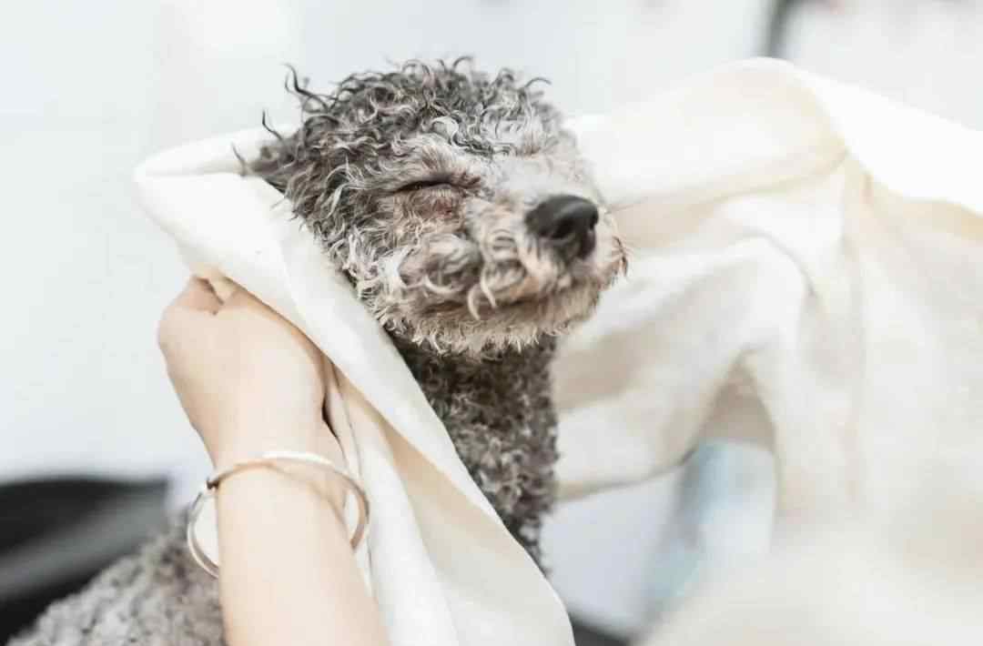 偷笑吧 养狗知识：狗狗有这些行为，你就偷笑吧，它是来报恩的