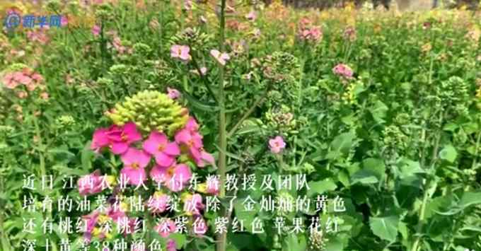 真好看！江西一大学培育出38种颜色油菜花 网友：请问这是“彩虹”吗