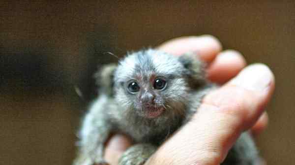 拇指猴 世界上最小的猴子，拇指猴