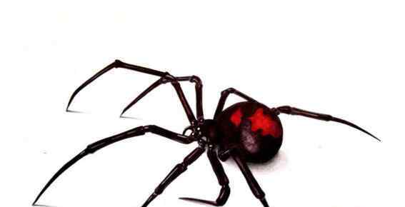 漏斗形蜘蛛 世界上毒性最强的蜘蛛，咬一口直接丧命