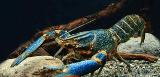 蓝虾 我国引进“淡水蓝虾”，一只可重达600克，或将代替小龙虾