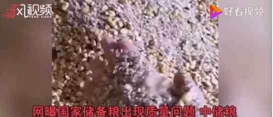 玉米变筛糠?中储粮:与事实不符 具体怎么回事