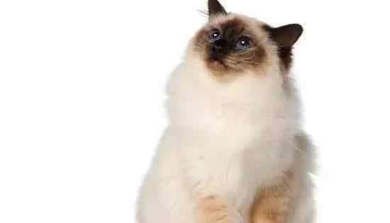 短毛波斯猫 世界上十大最美猫品种排行，你们家主子上榜了吗？