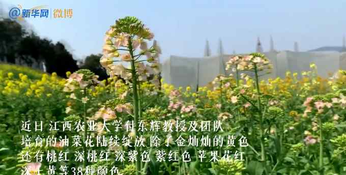好看！江西农业大学培育出38种颜色油菜花 令人眼前一亮