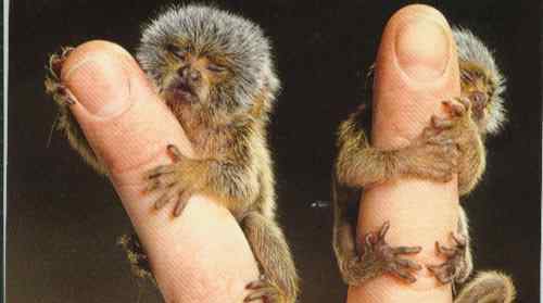 拇指猴 世界上最小的猴子，拇指猴