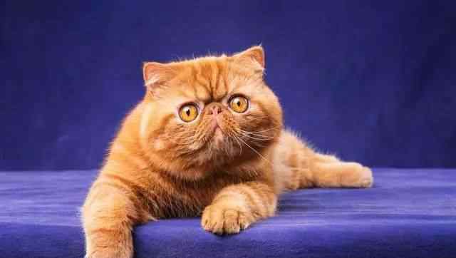 短毛波斯猫 世界上十大最美猫品种排行，你们家主子上榜了吗？