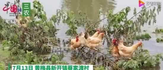 鸡群被洪水围困树枝7天 暂时无法解救