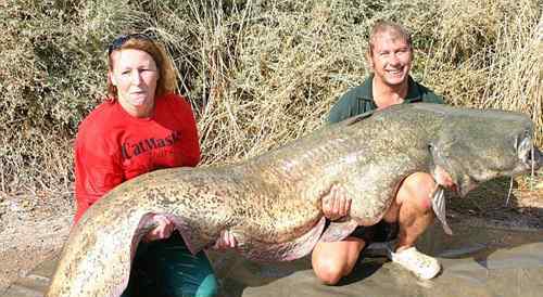 湄公河巨鲶 世界上最大的鲶鱼，长2.46米的巨型鲶鱼