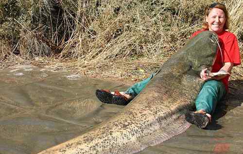 湄公河巨鲶 世界上最大的鲶鱼，长2.46米的巨型鲶鱼
