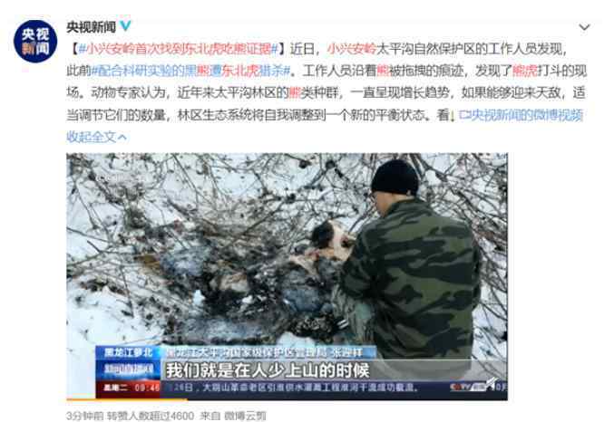 小兴安岭首次找到东北虎吃熊证据 究竟是依据什么