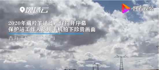 藏羚羊大规模迁徙 什么时候开始的持续多久