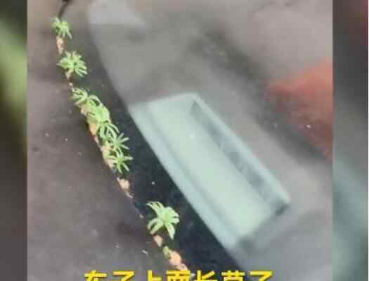 武汉市民发现汽车长草了 现场画面曝光引众笑