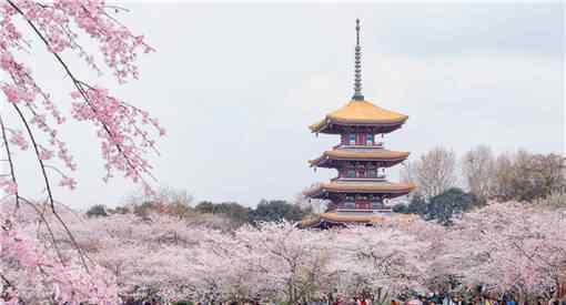 北京玉渊潭公园取消樱花节游客如何购票公园如何控制人数
