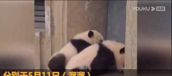 大熊猫双胞胎顺顺溜溜病亡 病亡原因是什么