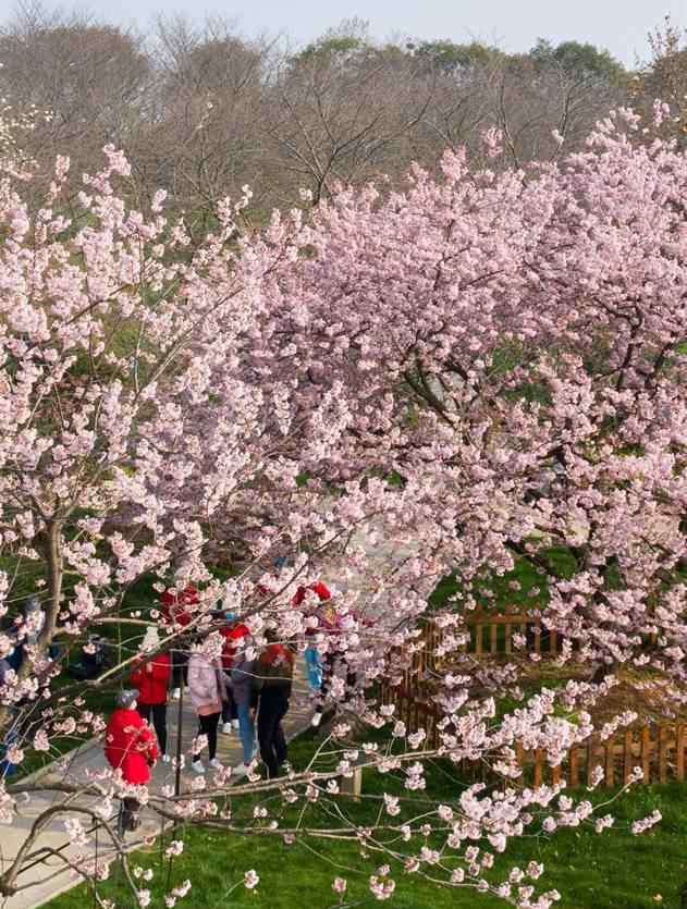 武汉东湖樱园樱花 有人去看樱花吗什么情况