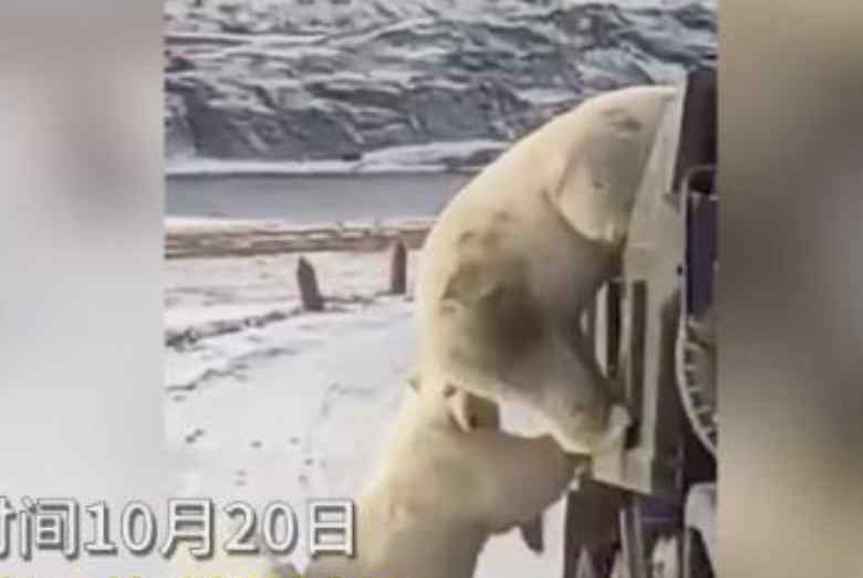 因冰川消融饥饿北极熊打劫垃圾车 看着太让人心疼