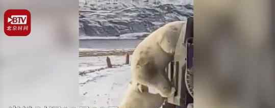 因冰川消融饥饿北极熊打劫垃圾车 到底发生了什么