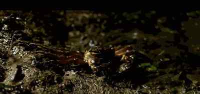固城湖大闸蟹 创意解读|固城湖螃蟹：“固然好蟹”的炼成之术