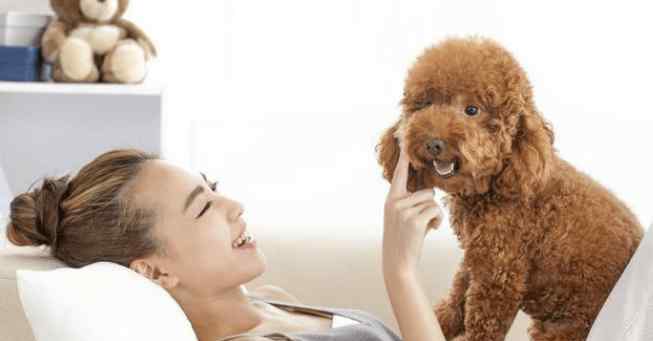 泰迪的动作意思大全 泰迪犬这6个动作代表什么？一般只有资深铲屎官才懂