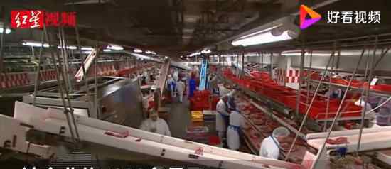 德国最大肉类加工厂聚集性感染 严重吗目前情况如何