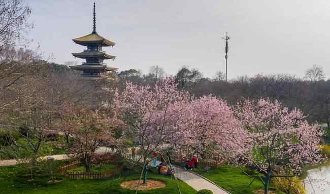 武汉东湖樱园樱花 有人去看樱花吗什么情况