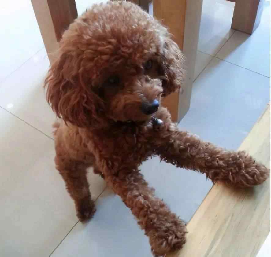 泰迪的动作意思大全 泰迪犬这6个动作代表什么？一般只有资深铲屎官才懂