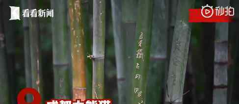 成都大熊猫基地景观竹遭游客刻划 为什么会遭游客刻划