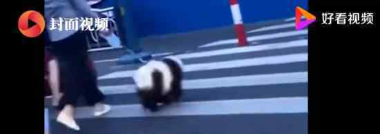 乐山熊猫狗逛街 这是什么情况长什么样