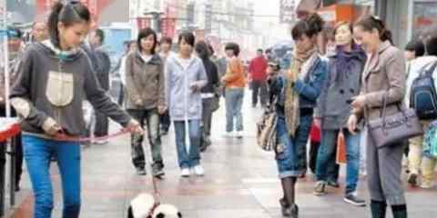 乐山熊猫狗逛街什么情况乐山熊猫狗逛街怎么回事
