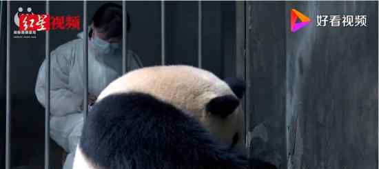 成都熊猫基地诞生最重宝宝 有多重具体什么情况