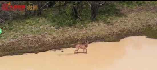 神农架拍到野生梅花鹿 国家一级保护动物梅花鹿