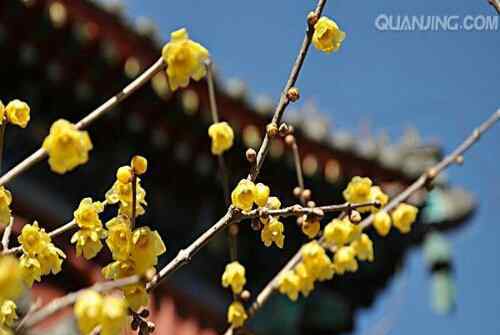 关于腊梅花的图片 腊梅花非常的漂亮，让我们通过腊梅花图片来了解腊梅花吧！