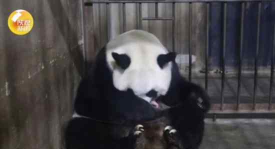 20岁高龄大熊猫珠珠诞下一幼仔 幼仔体重是多少