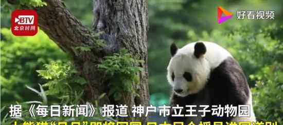 旅日20年大熊猫旦旦将回国 何时回国
