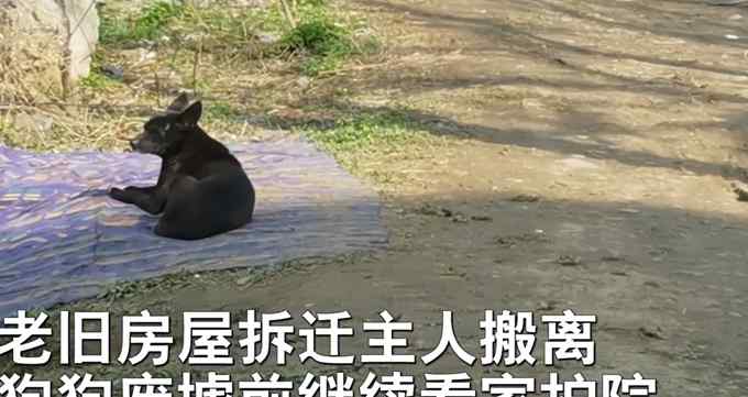 主人拆迁搬离狗狗废墟前看家 网友：现实版忠犬八公