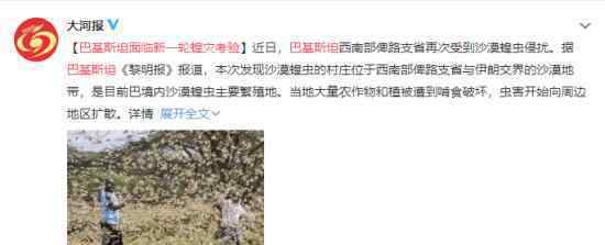 巴基斯坦面临新一轮蝗灾考验 目前蝗灾形势如何