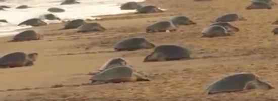 近2000万小海龟孵化奔向大海 有史以来最多数量的海龟